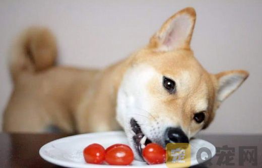 狗狗可以吃番茄吗？