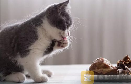 猫能吃八宝粥吗？