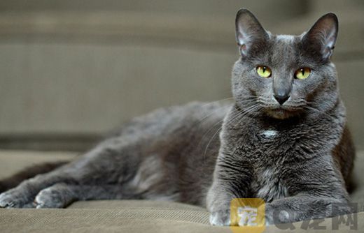 宠物猫能吃啥食物