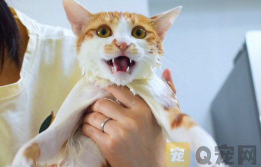 猫除了吃猫粮还吃什么？