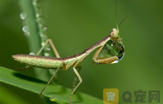 你知道小螳螂是吃什么的吗？