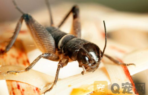 秋季到时，如何养好蟋蟀？