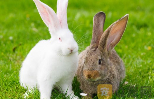 怎样区分兔子的公母？