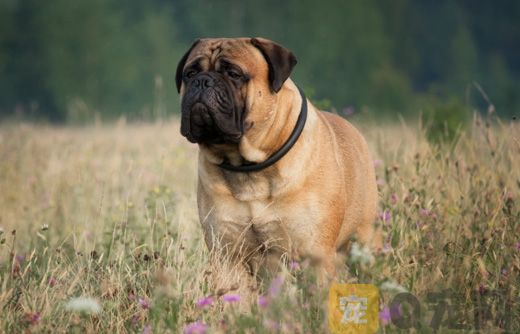 怎么训练马士提夫犬接飞盘 马士提夫獒犬接飞盘的训练教程