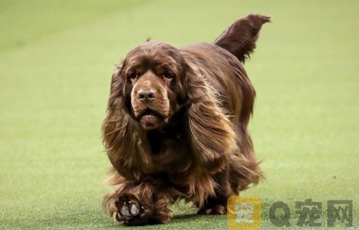 苏塞克斯猎犬怎么学游泳 苏塞克斯猎犬游泳训练