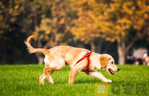 怎样训练金毛犬跟随？