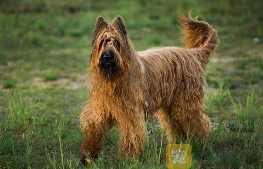 布雷猎犬坏习惯怎么纠正 伯瑞犬坏习惯纠正技巧