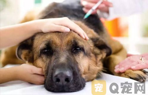 宠物狗狗为什么会得脑膜炎，怎么治疗？