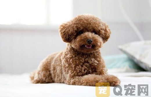 泰迪熊贵宾犬图片(图2)