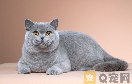 为什么近来英短蓝猫纯种猫咪价格低销量好？