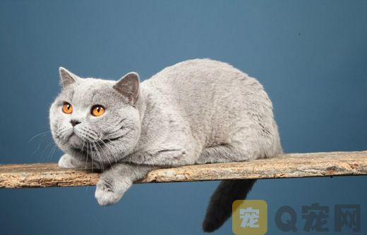 深圳纯种加菲猫什么价格？