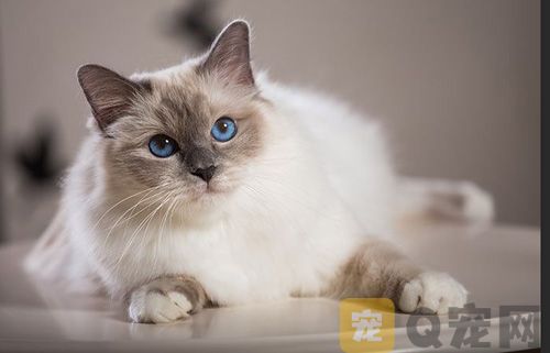 2021年宠物猫猫舍的布偶猫价格多少钱？(图1)