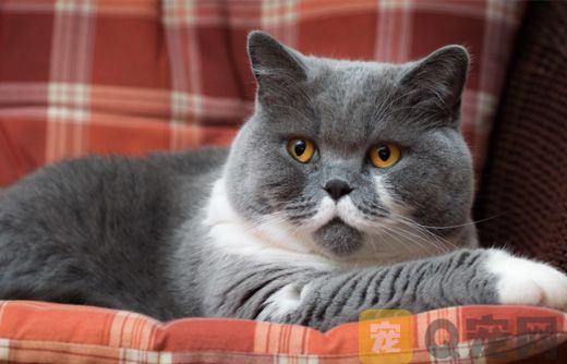 北京纯种英国短毛猫的价格多少钱？