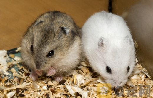 平时饲养仓鼠吃什么更健康？