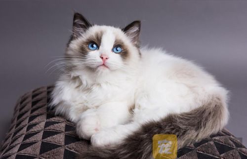 河北猫咪行情：猫舍纯种布偶猫价格多少钱？