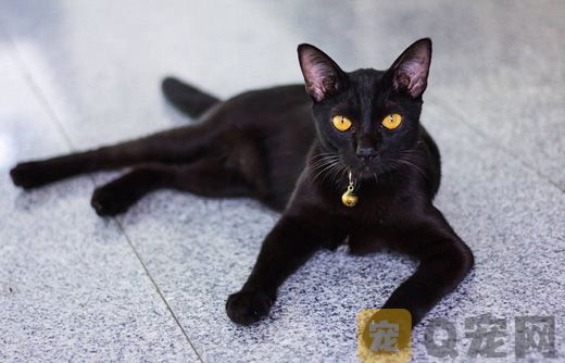 2021年孟买黑猫图片欣赏
