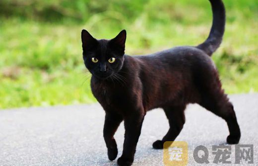 2021年孟买黑猫图片欣赏