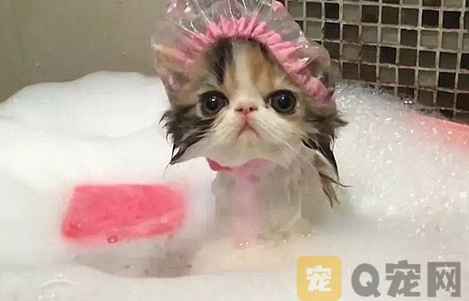 给猫咪洗澡六步骤