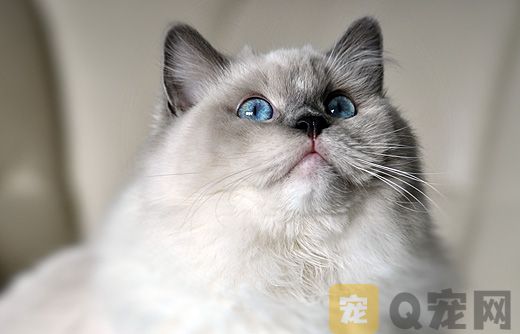 杭州宠物猫专卖店银渐层明码标价！(图1)