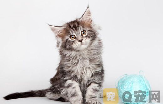 香港纯种缅因猫价格趋势分析！