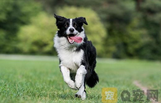 边境牧羊犬怎么训练握手？