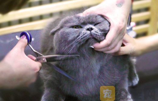 如何正确的给猫咪剪毛发？