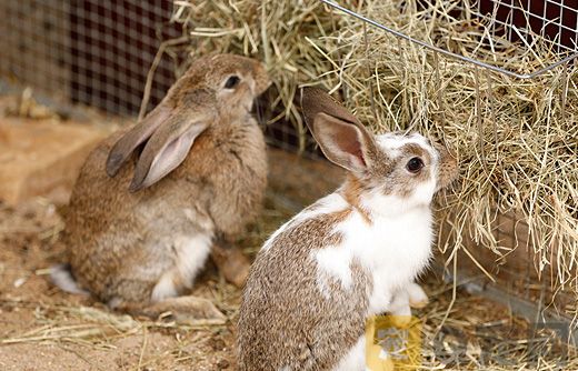兔子牧草如何选择和保存？