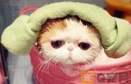 猫咪洗澡后怎么吹干？(图1)