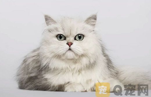 如何帮金吉拉猫做美容？