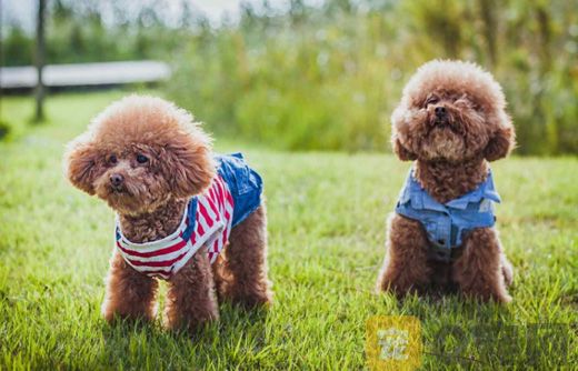 泰迪犬的智商高吗？狗狗当中排第几？