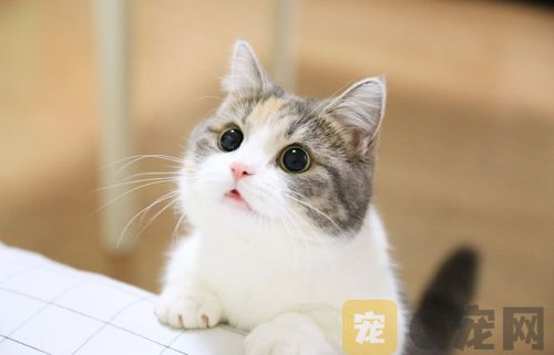 猫咪为什么喜欢舔自己的爪子？(图1)