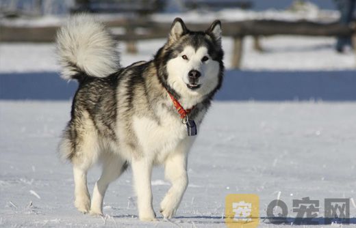 饲养阿拉斯加雪橇犬需要注意什么？
