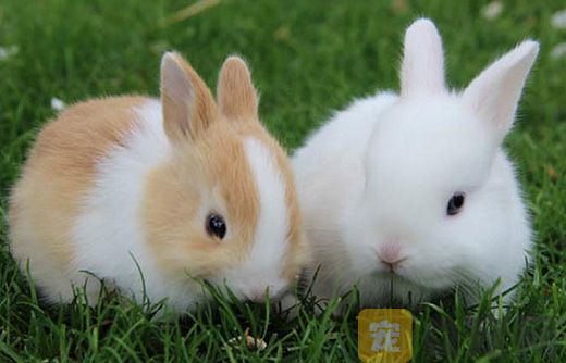 兔兔可以用哪些蔬菜喂养？(图1)