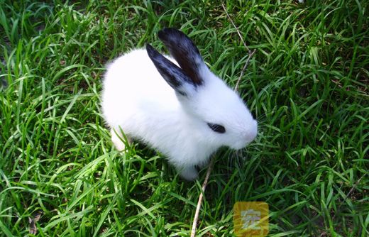 兔子可以不吃草吗？