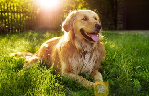 金毛犬的繁殖年限