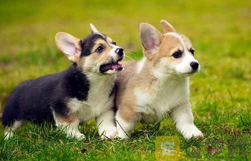 狗狗幼犬三个月时的饮食建议