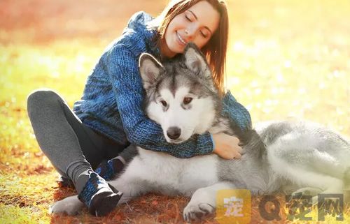如何为宠物狗狗清理毛发？