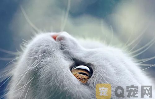 猫咪泪痕怎么去除？(图1)