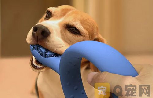 狗狗牙齿保健的方法(图1)
