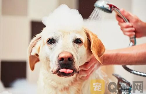如何科学的为狗狗洗澡？