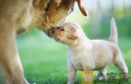 生产后母狗和仔犬的护理法