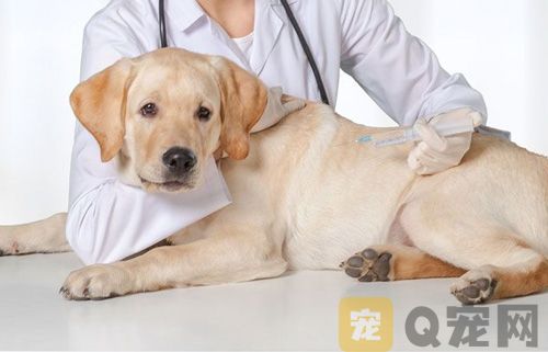 如何为狗狗做体检？