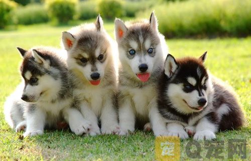 三个月幼犬的饮食营养要点