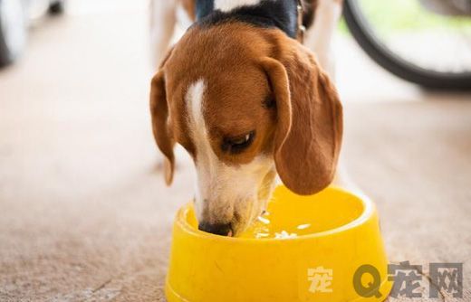 狗粮喂食的五大误区