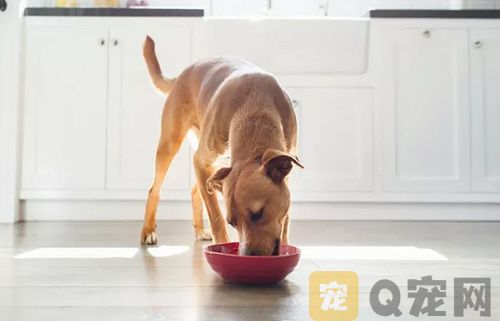 宠物狗的家庭餐具要常消毒(图1)