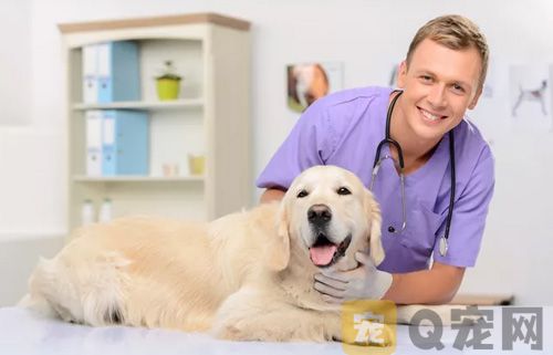 怎么对狗狗进行牙齿护理？