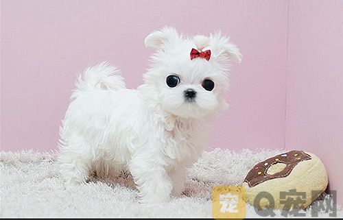 茶杯犬和普通幼犬有什么区别？