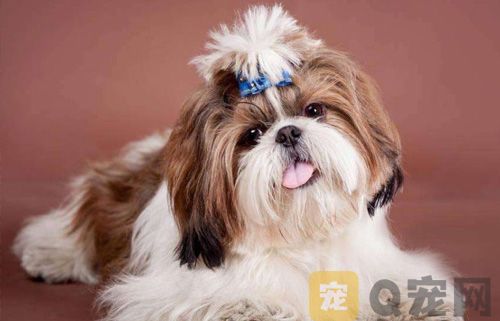 喂养西施犬需要注意什么问题？