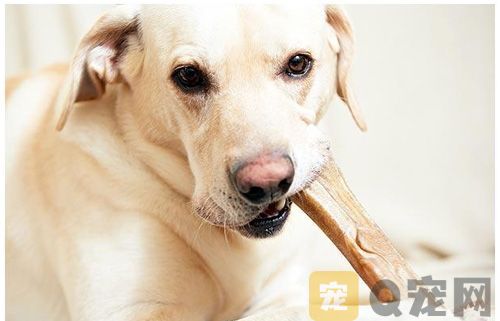 狗狗吃骨头的好处有哪些？