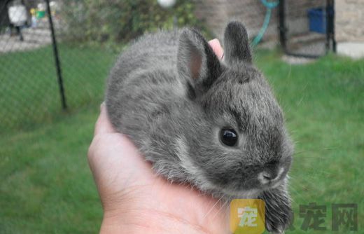 荷兰侏儒兔是怎样的？